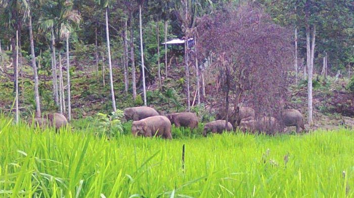 Serangan Gajah